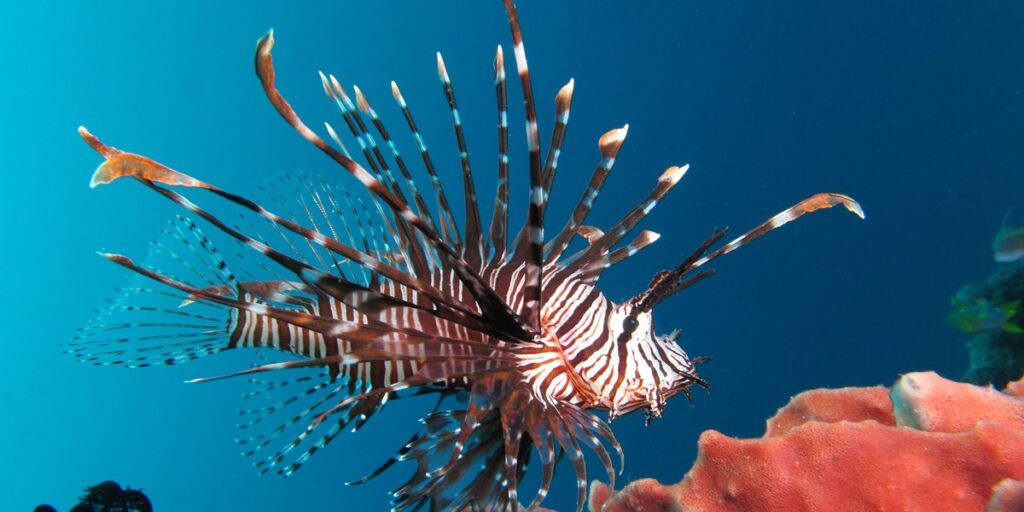 The Complete List of Invasive Species in Belize - Flora Fauna Fun