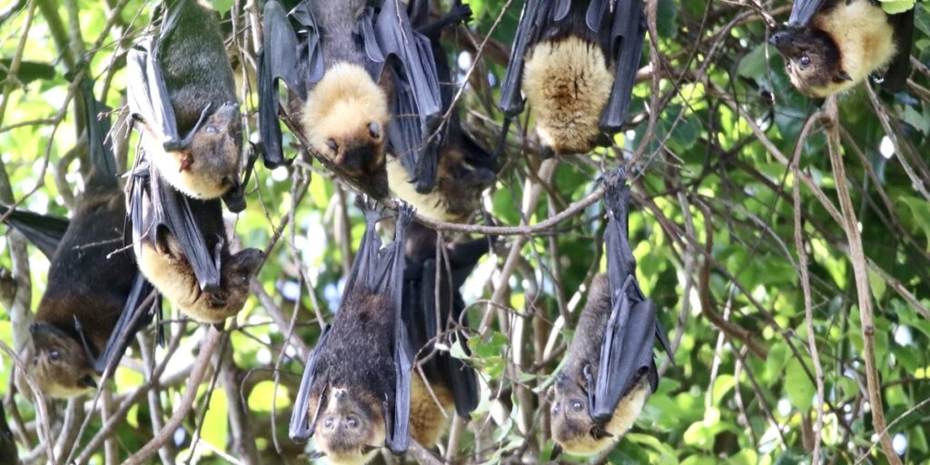 Insect In Tonga List of Tonga's Native Animals - Flora Fauna Fun