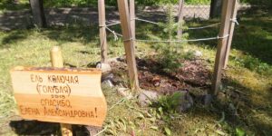 List of Blue Trees - Flora Fauna Fun