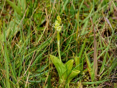 Fen orchid