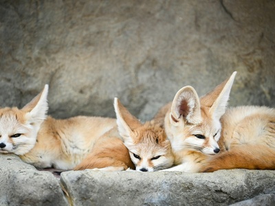 Fennec fox