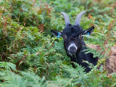 Feral goat