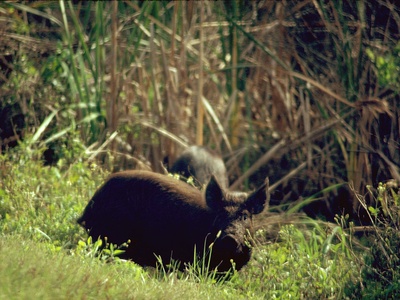 Feral hog
