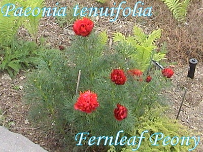 Fernleaf peony
