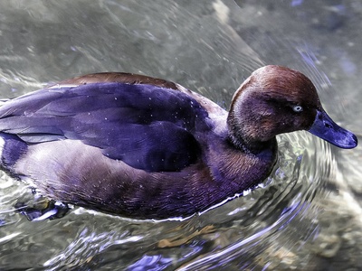 Ferruginous duck