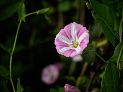 Field bindweed