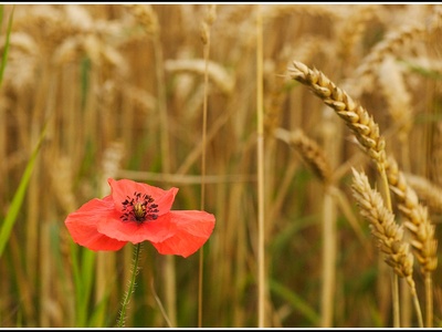 Field poppy