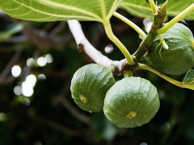 Fig (broad fig)
