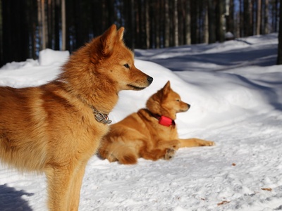 Finnish Spitz