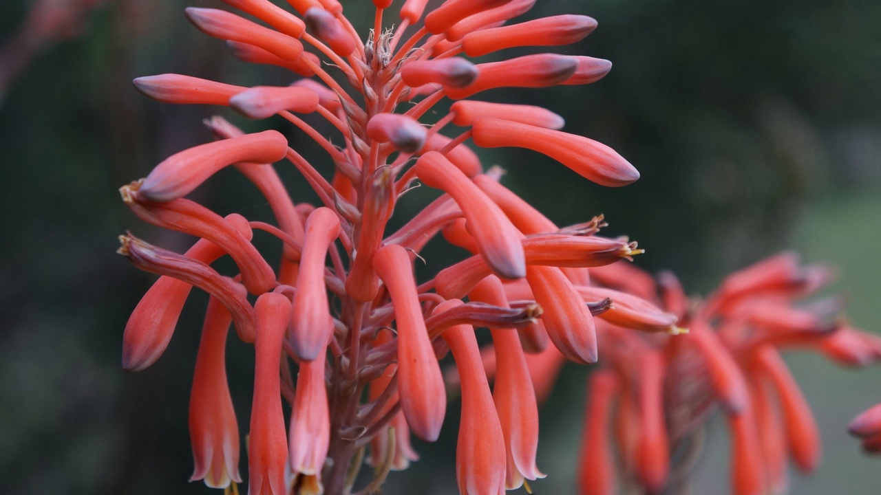 Eucalyptus forest with epicormic regrowth after fire.
