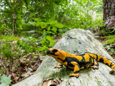 Fire salamander
