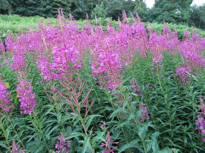 Fireweed