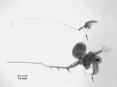 Fishhook waterflea