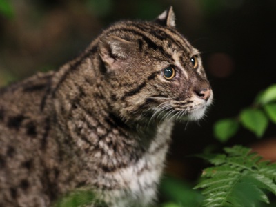 Fishing cat