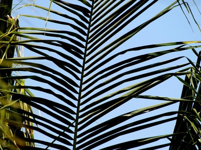 Fishtail palm