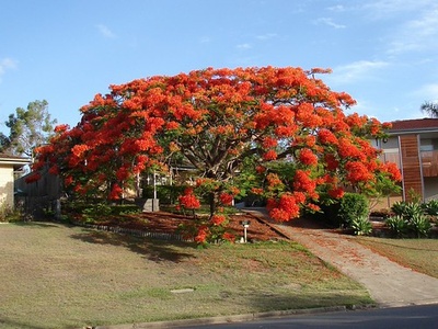 Flamboyant (Poinciana)