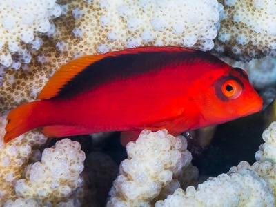 Flame Hawkfish