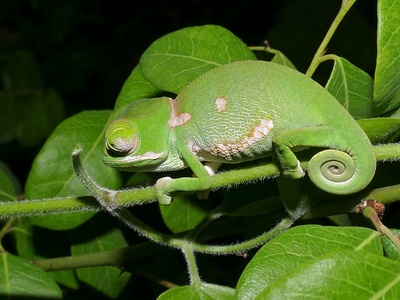 Flap-necked chameleon