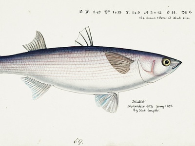 Flathead grey mullet
