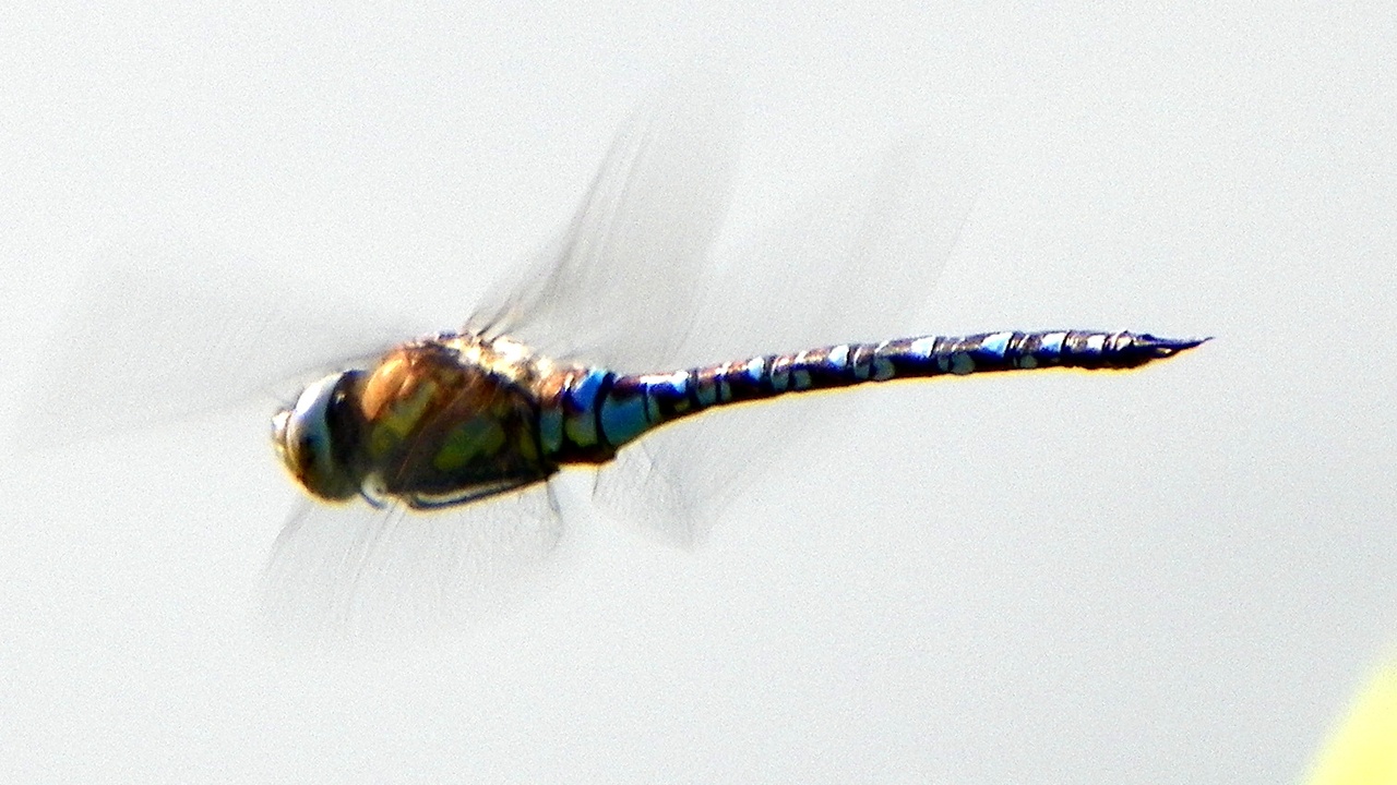 A dragonfly in rapid flight above water and a damselfly perched among emergent plants, alongside an inset image of odonate nymphs underwater.