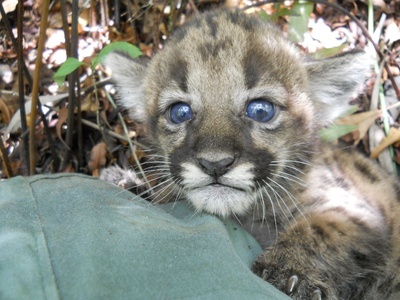 Florida panther