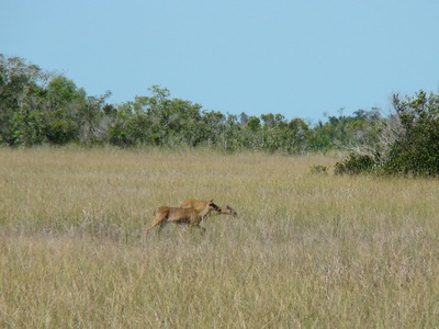 Florida panther (subspecies)