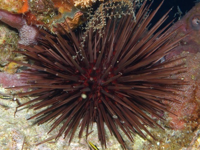 Flower urchin