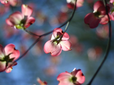 Flowering Dogwood