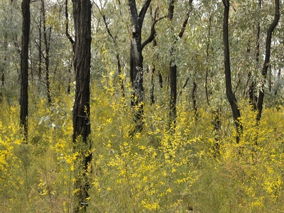 Forest acacia