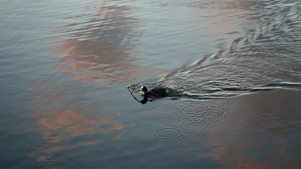 A beaver pond bordered by reedbeds in a Danish wetland