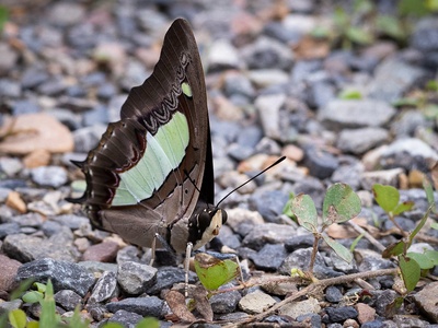 Forest charaxes