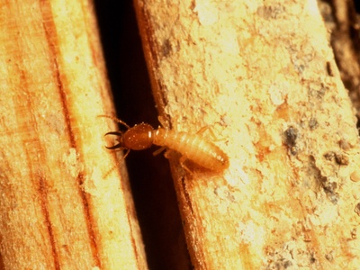 Formosan subterranean termite