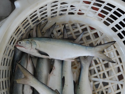 Fourfinger threadfin