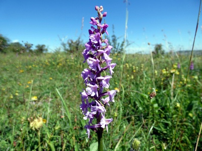 Fragrant orchid