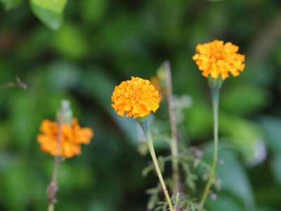 French marigold