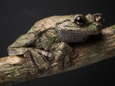 Fringe-Limbed Tree Frog