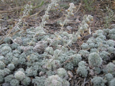 Fringed sagebrush