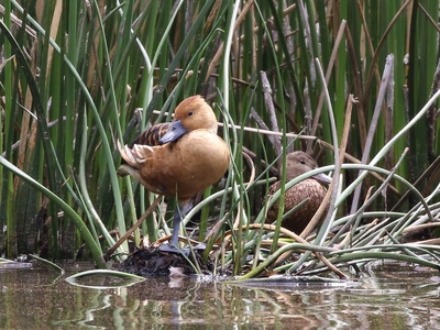 Fulvous whistling-duck