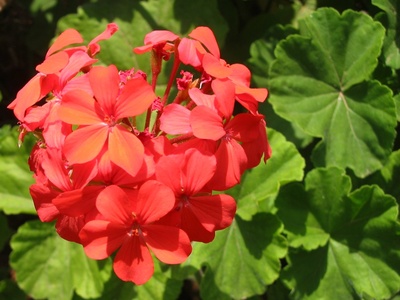 Garden geranium