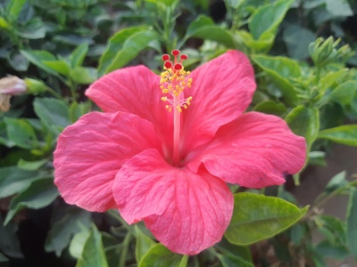 Garden hibiscus