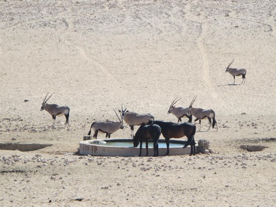Gemsbok