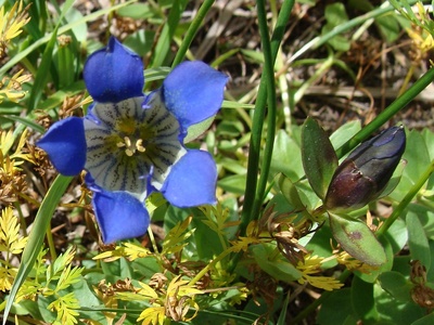 Gentian