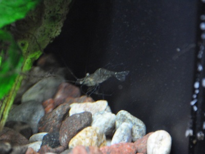 Ghost Shrimp (Glass Shrimp)