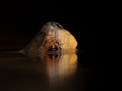 Giant Asian pond turtle