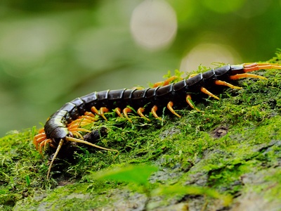 Giant centipede