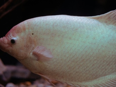 Giant gourami