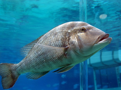 Giant grouper
