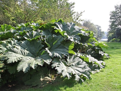 Giant rhubarb