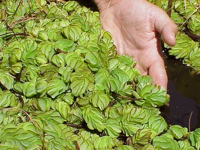 Giant Salvinia