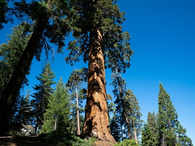 Giant sequoia